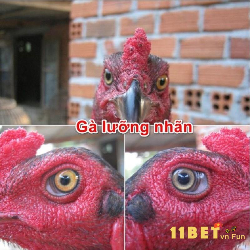 Song Nhãn Thần Kê