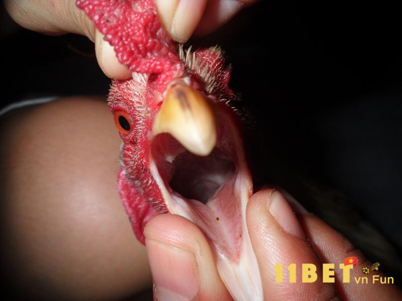 Thần Kê Đoản Lưỡi