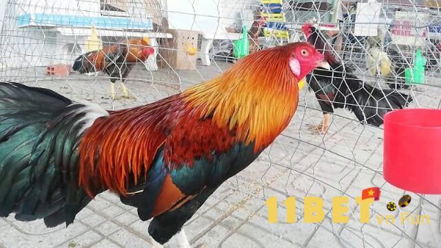 Tìm hiểu về đặc điểm chiến đấu của giống gà đá Bến Tre