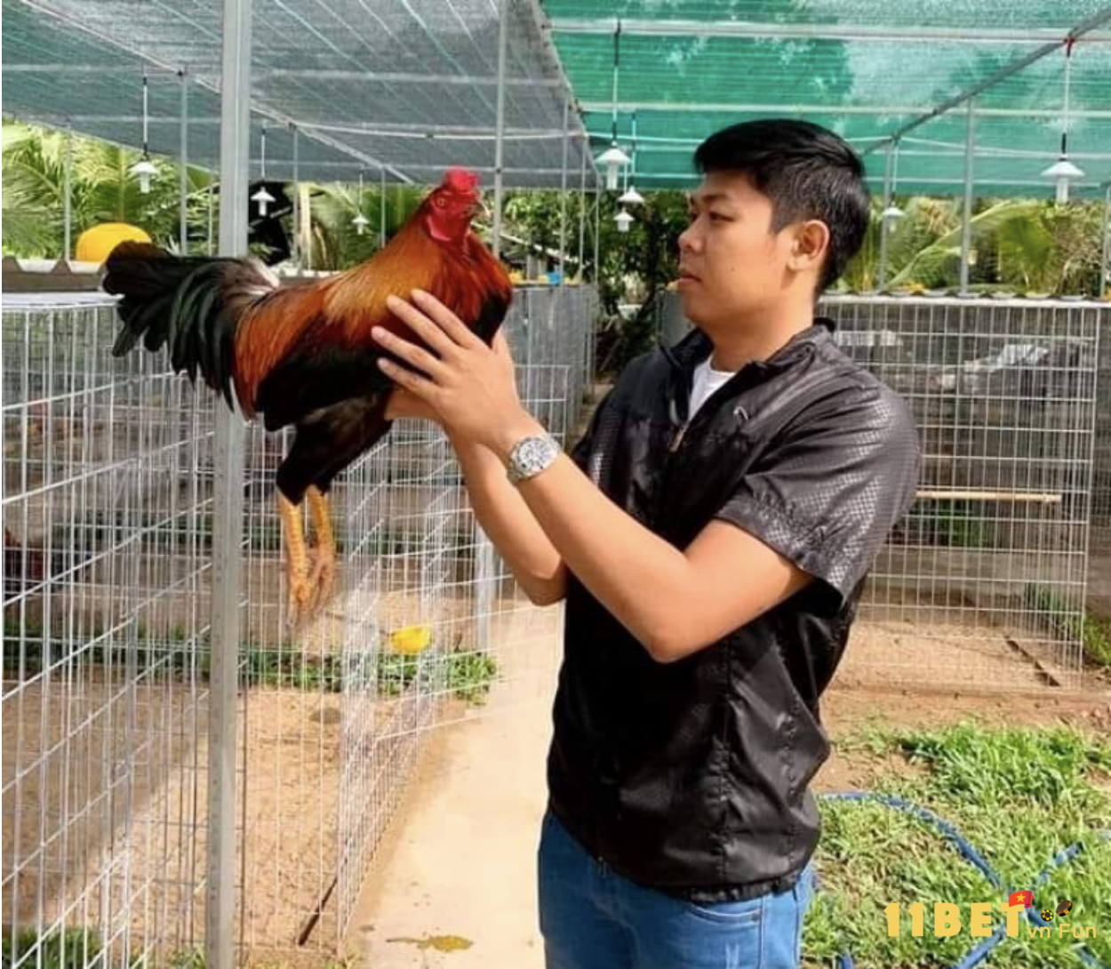 Trại gà đá của anh Bảy Quéo Bình Định 