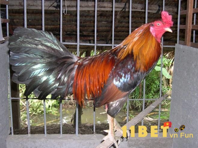 Trại gà đá của sư kê Nguyễn Văn Bảy khá nổi tiếng trong vùng