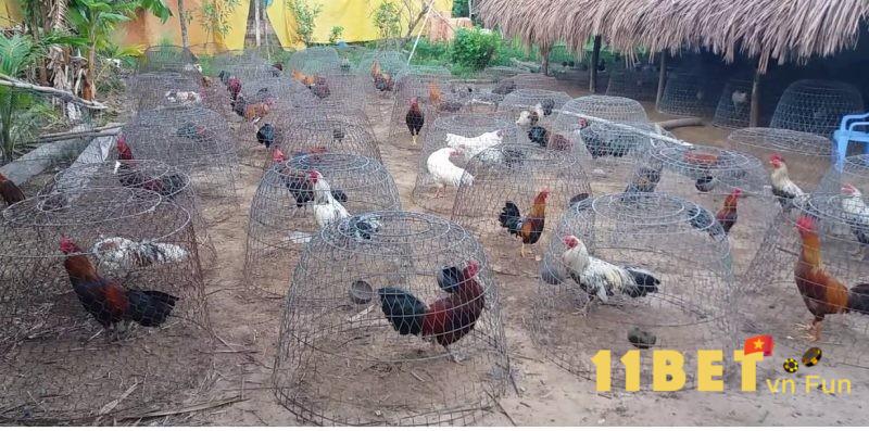 Trại gà tại Cao Lãnh Đồng Tháp 