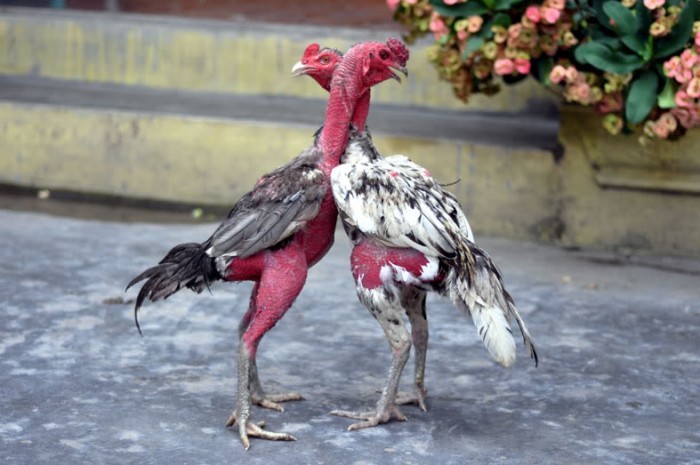 Vấn đề tiêu hóa