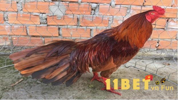 Bí kíp chọn gà khét đánh đâu thắng đó theo màu chân