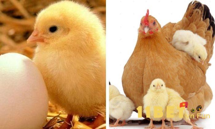 Cách chữa gà bị thương hàn cũng như cách phòng tránh bệnh thương hàn ở gà