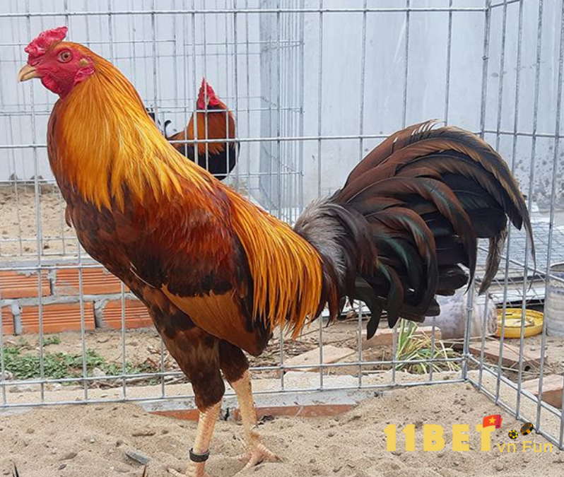 Chọn gà khét chất lượng theo màu lông