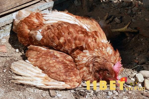 Dấu hiệu cho thấy gà đang bị thương hàn?