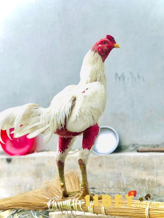 Dòng gà nhạn tóe chân vàng hay còn gọi là gà bướm