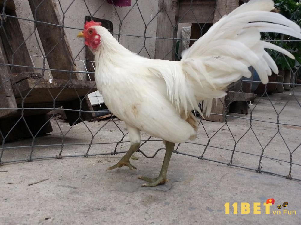 Lựa chọn gà nhạn theo màu mạng trở thành chiến kê tốt 