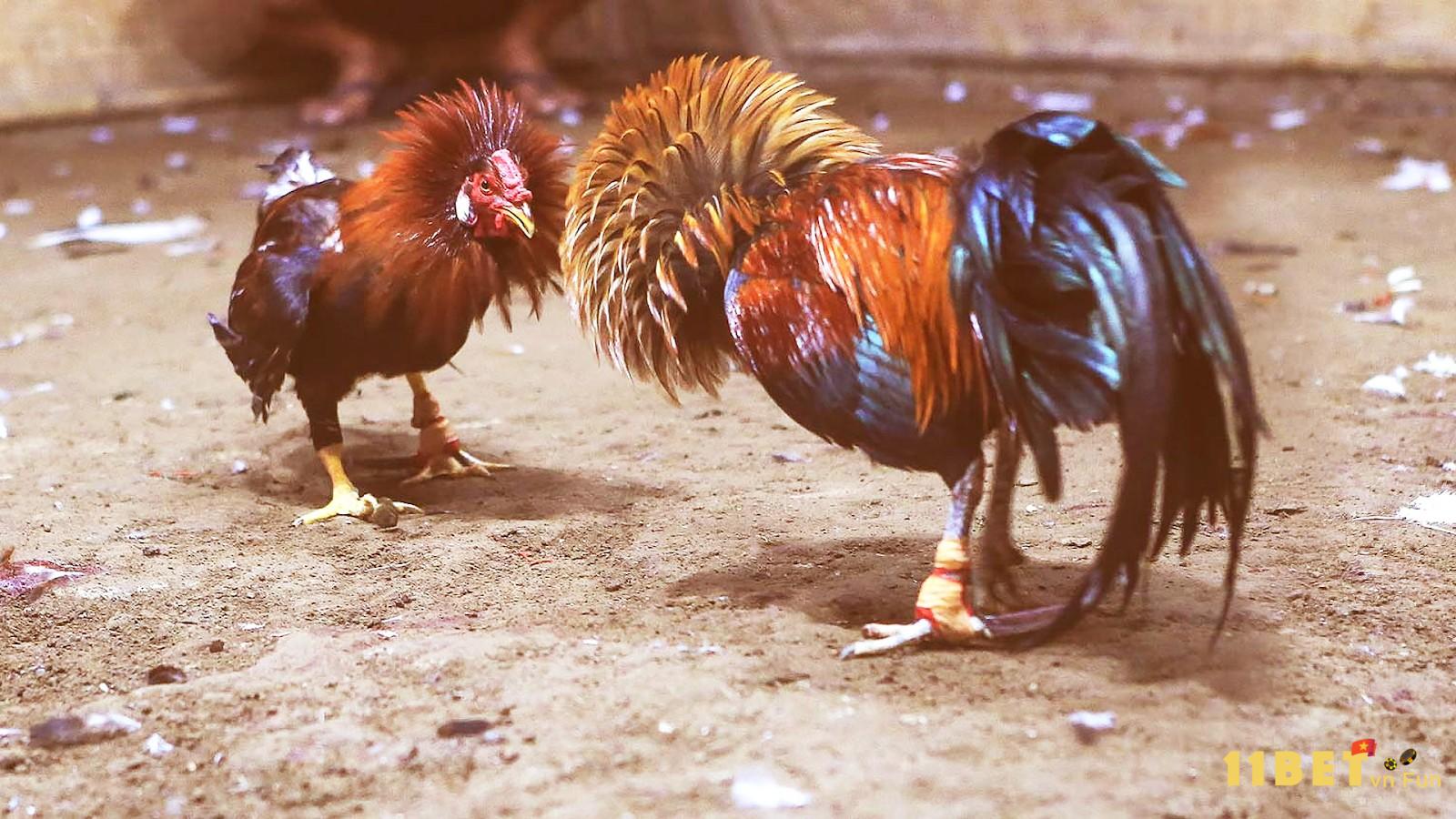Nên lưu ý gì khi lên cựa gà tre? 