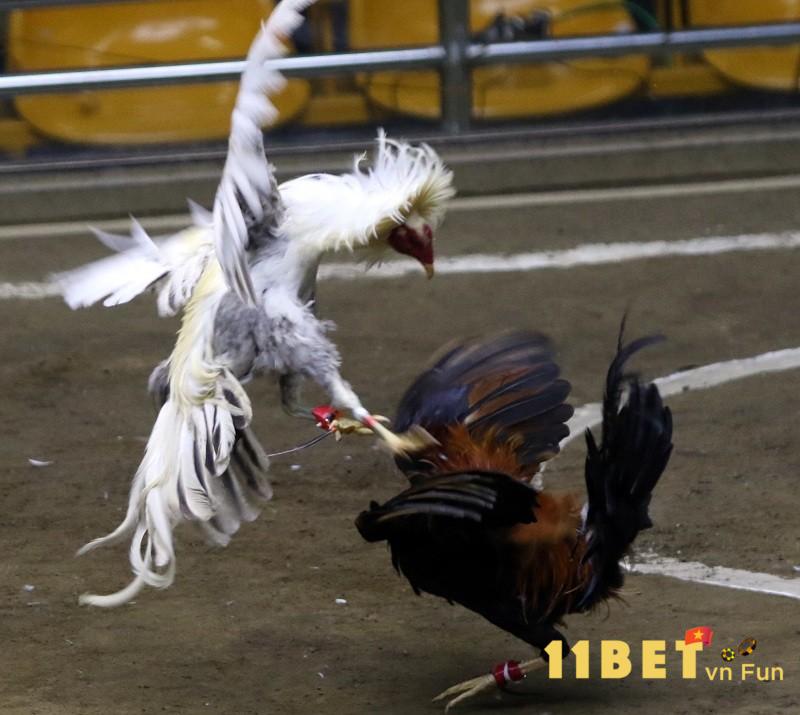 Nên lưu ý gì khi xem tướng để chọn được gà đá cựa sắt tốt?