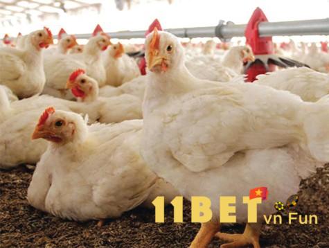 Nguyên nhân dẫn đến việc gà bị thương hàn là gì?