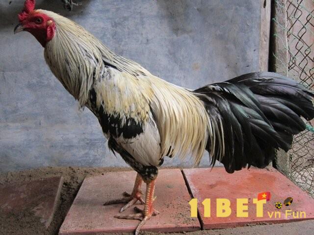 Những tiêu chí đánh giá chân gà khét tốt