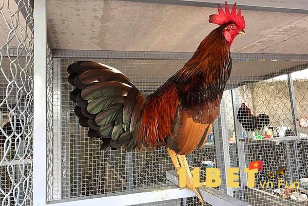 Những yếu tố được sử dụng để xem tướng gà đá cựa sắt