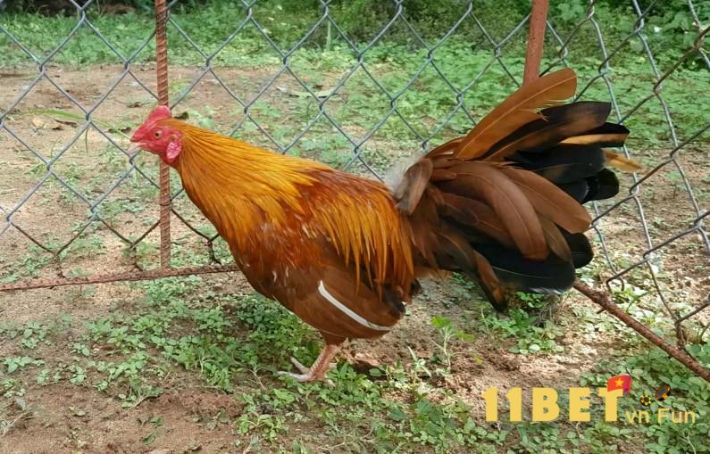 Tìm hiểu gà khét là gà như thế nào?