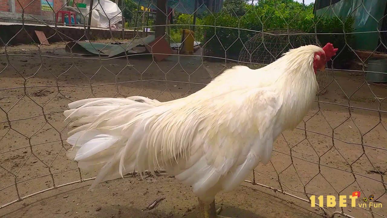Xem mệnh gà để lựa chọn ngày đưa chiến kê vào trận đấu 